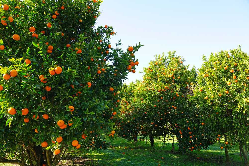 Orange Orchards